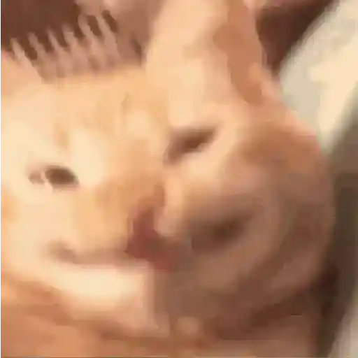 🐱 Gatinhos Debochados 11