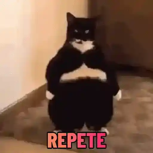 🐱 Gatinhos Debochados 3