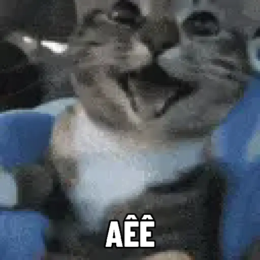 🐱 Gatinhos Debochados 17