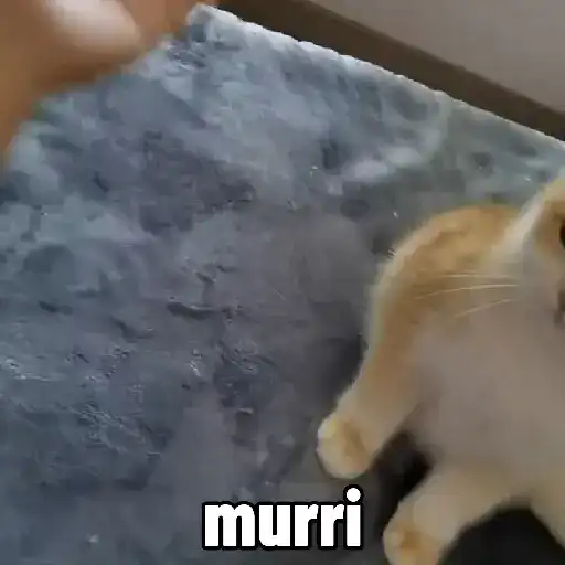 🐱 Gatinhos Debochados 22