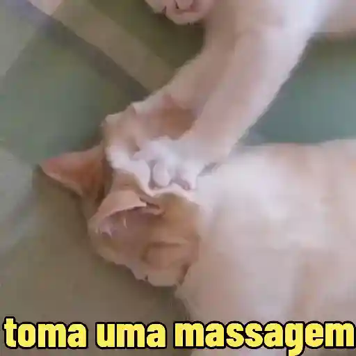 🐱 Gatinhos Debochados 19
