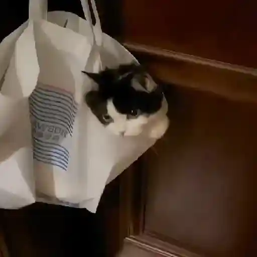 🐱 Gatinhos Debochados 18