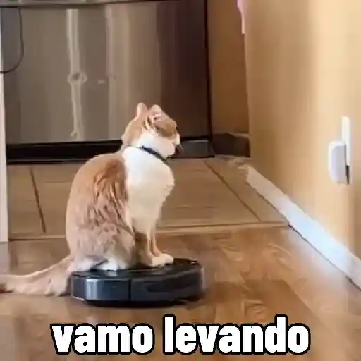 🐱 Gatinhos Debochados 10