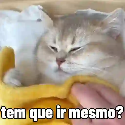🐱 Gatinhos Debochados 20