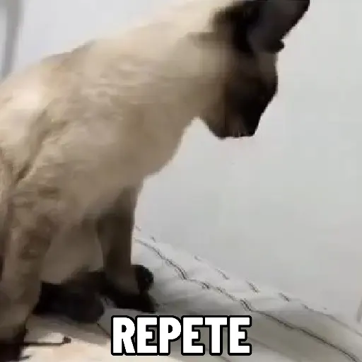 🐱 Gatinhos Debochados 12