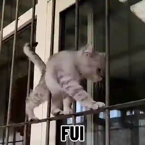 🐱 Gatinhos Debochados 16