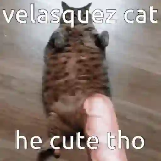 🐱 Gatinhos Debochados 30