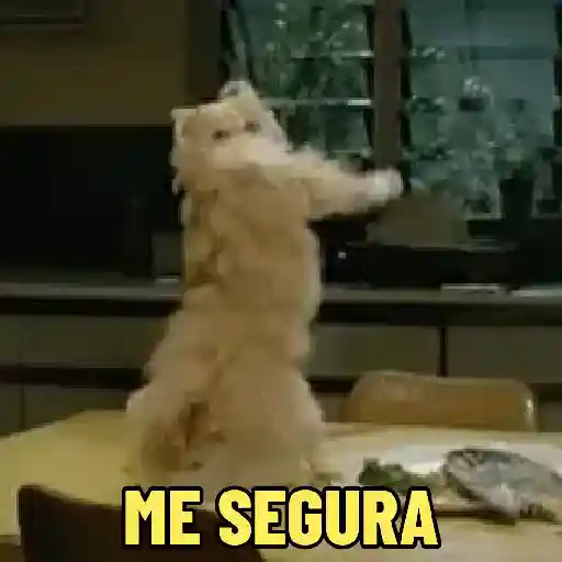 🐱 Gatinhos Debochados 13