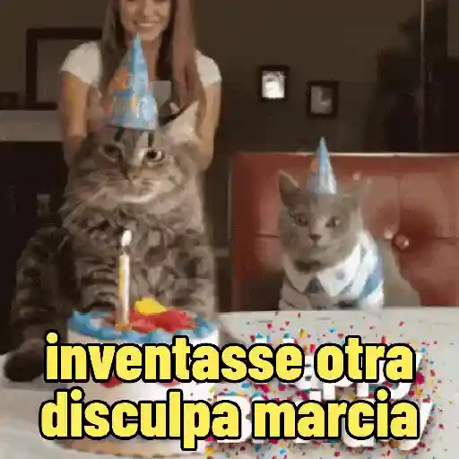 🐱 Gatinhos Debochados 28