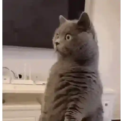 🐱 Gatinhos Debochados 8