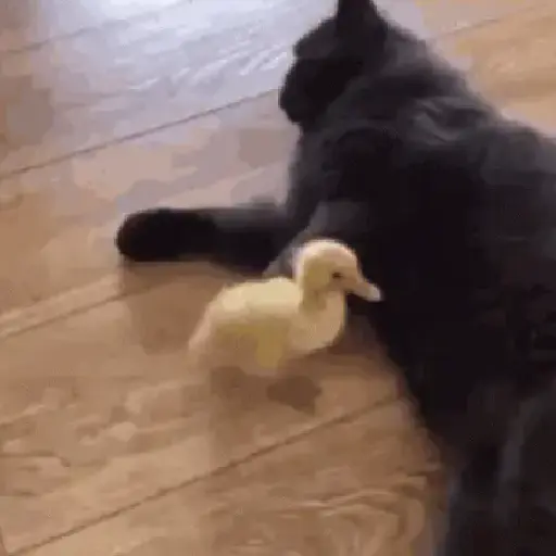 🐱 Gatinhos Debochados 26