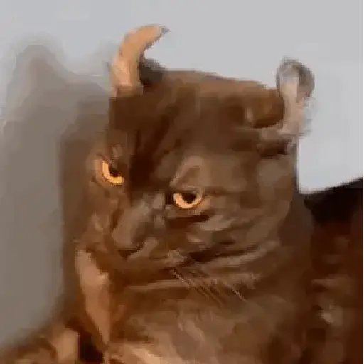 🐱 Gatinhos Debochados 24