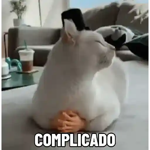 🐱 Gatinhos Debochados 5