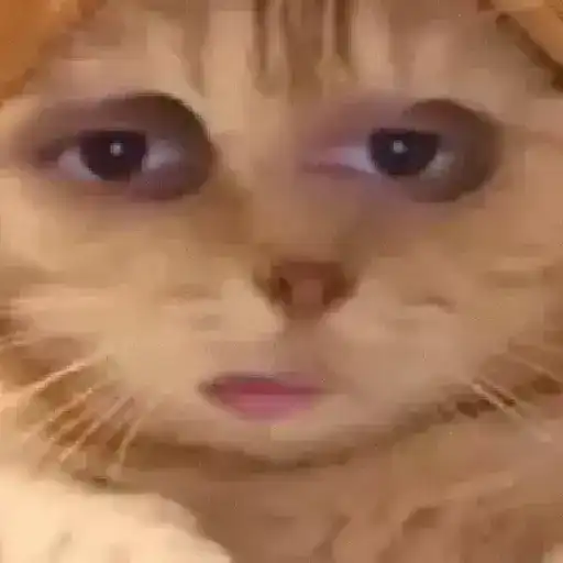 🐱 Gatinhos Debochados 15