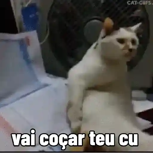 🐱 Gatinhos Debochados 23