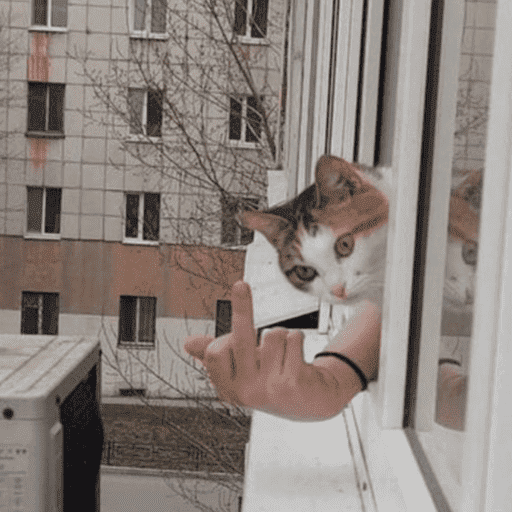 Cat Flip-Off