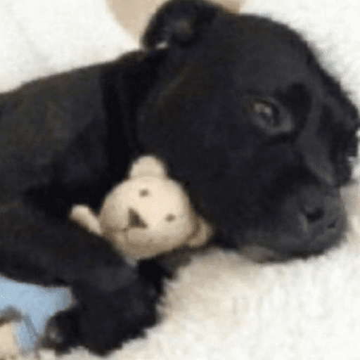 Puppy and Teddy
