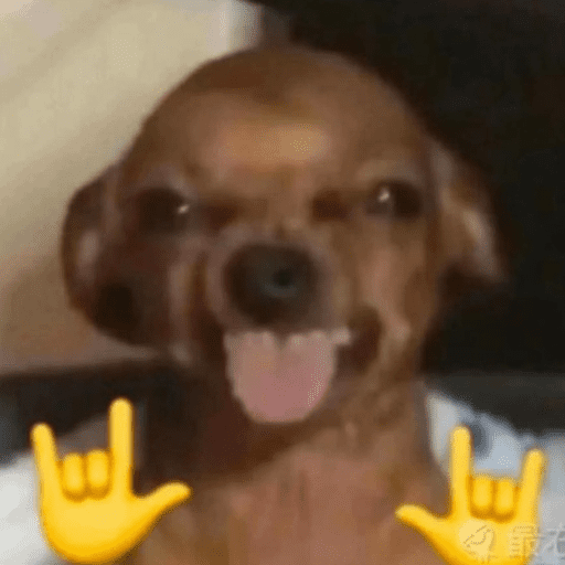 Rock On Dog