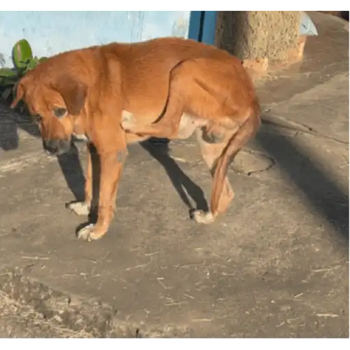 Animadas 5