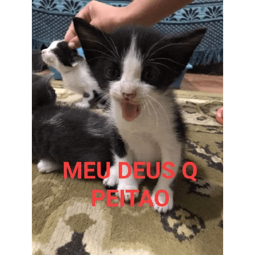 Sou petista amo peitos 8