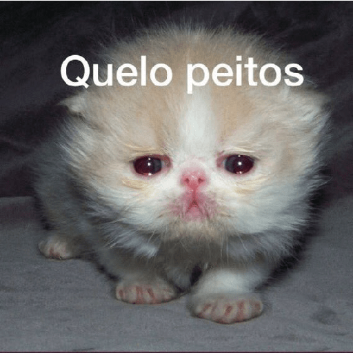 Sou petista amo peitos 15
