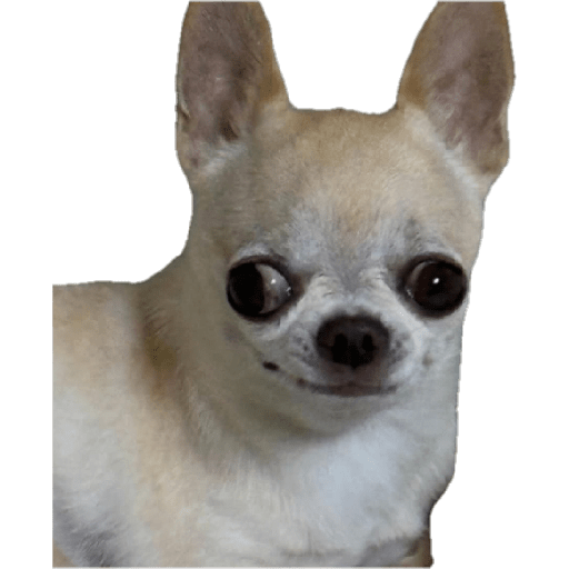やおいanimales,asiatikoz