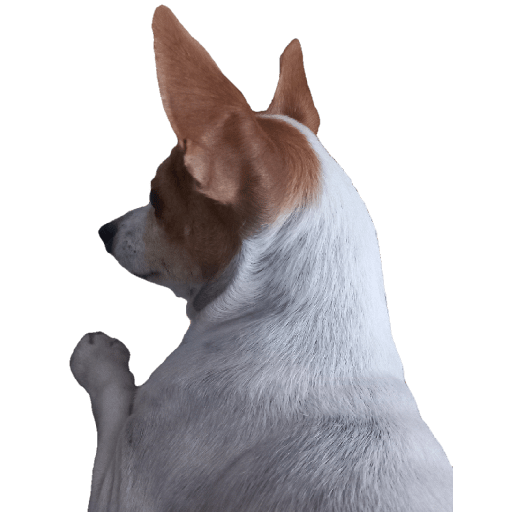 やおいanimales,asiatikoz