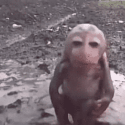 Macaquinhos 6
