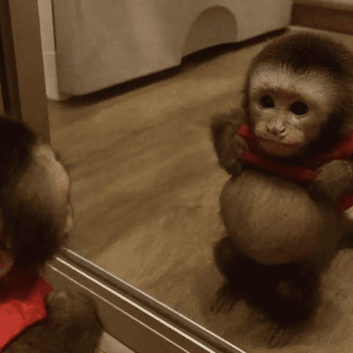 Macaquinhos 1