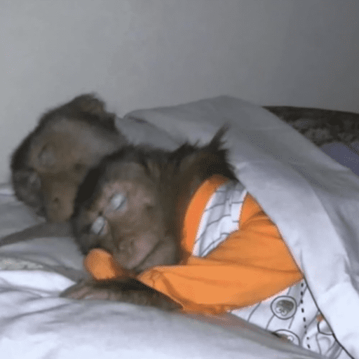 Macaquinhos 2