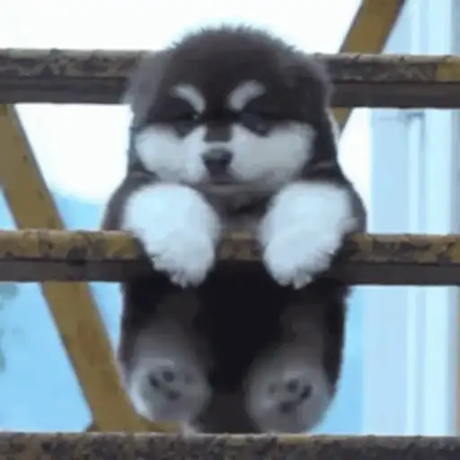 Tierno 1