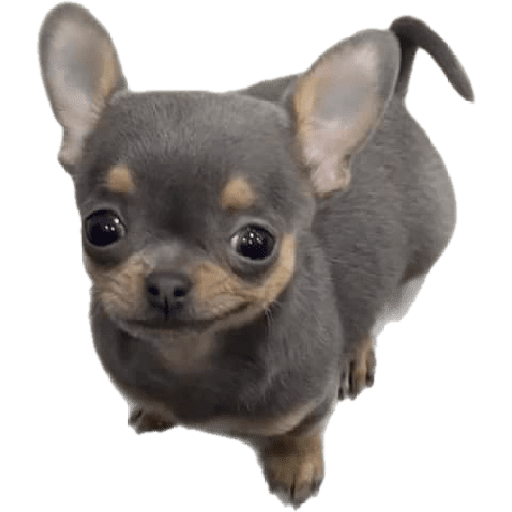 Perritos y gatitos varios  7
