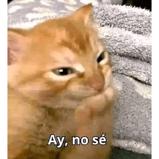 Perritos y gatitos varios  6
