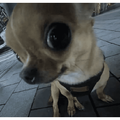 Perritos y gatitos varios  5