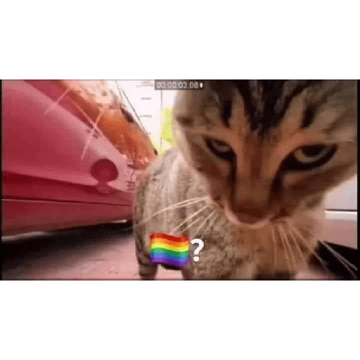 Perritos y gatitos varios  4