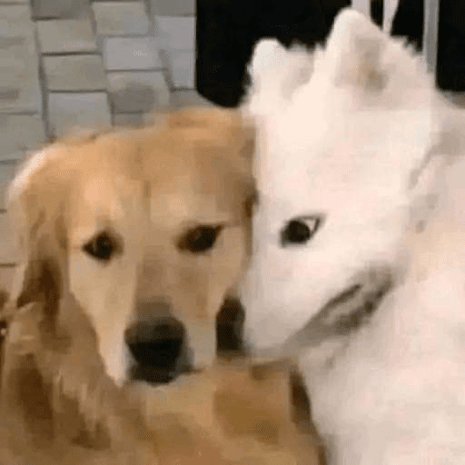 Perritos y gatitos varios  3