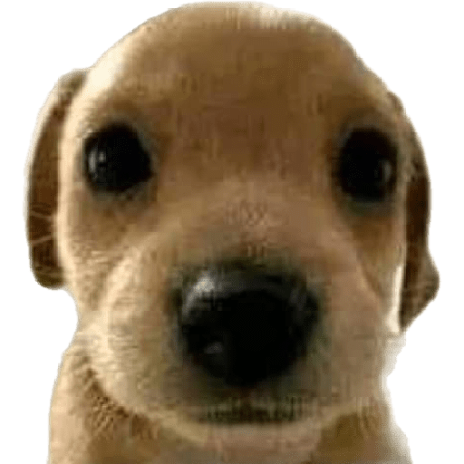Perritos y gatitos varios  2