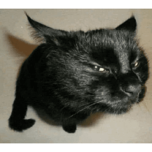 Perritos y gatitos varios  1