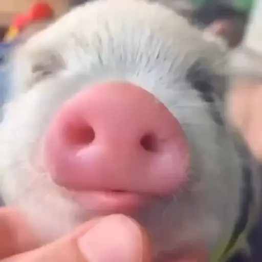 🐷🐽Cerditos 🐷🐽