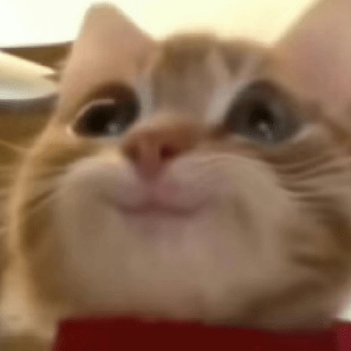 Cat meme ✨😽 4
