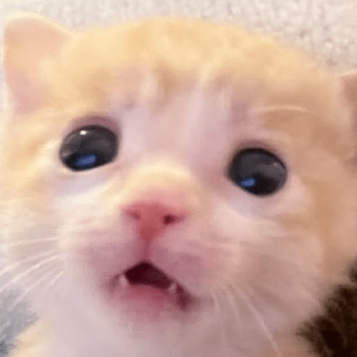 Cat meme ✨😽 24