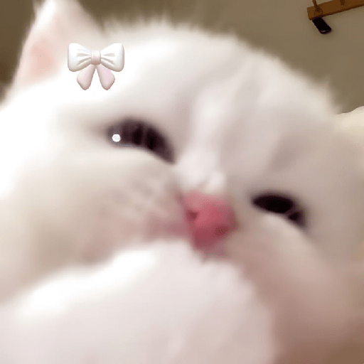 Cat meme ✨😽 18