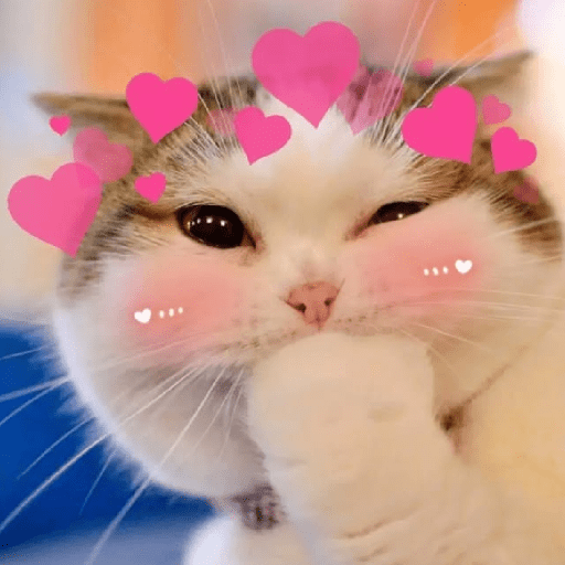 Cat meme ✨😽 16
