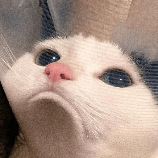 Cat meme ✨😽 19
