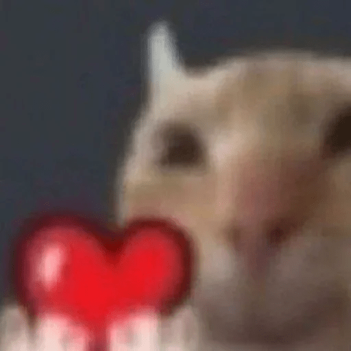 Cat meme ✨😽 5