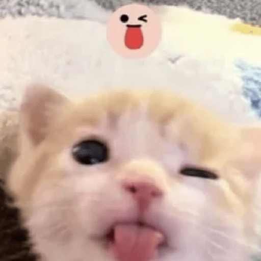 Cat meme ✨😽 7