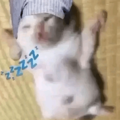 Cat meme ✨😽 8