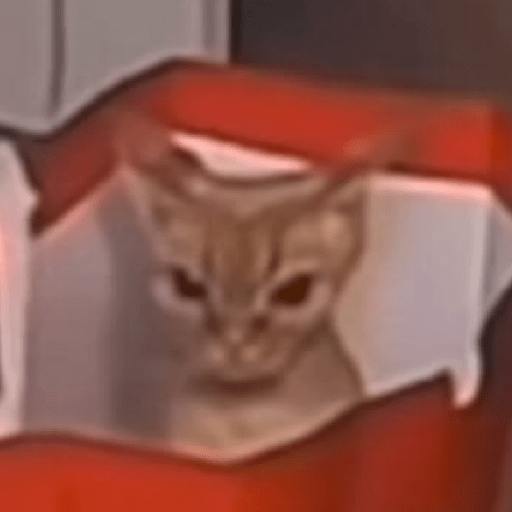 Cat meme ✨😽 10