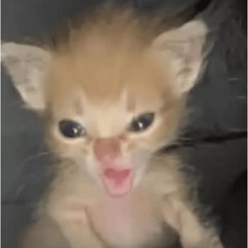 Cat meme ✨😽 13