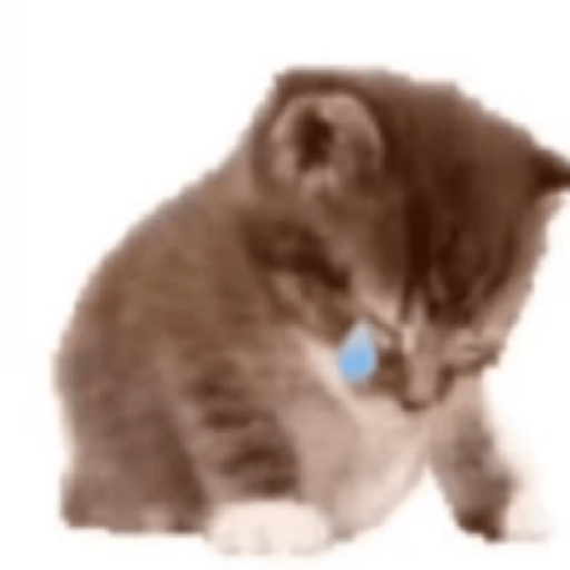 Cat meme ✨😽 11